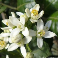 Atalantia rotundifolia (Thwaites) Yu.Tanaka